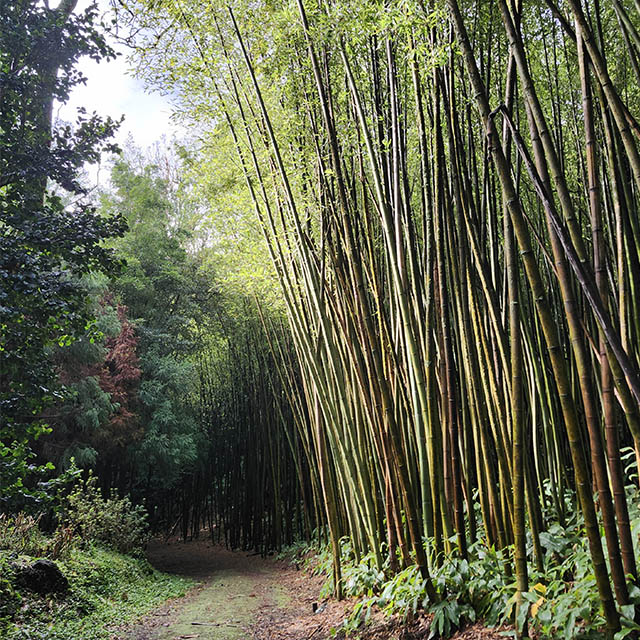 A bamboo forest with a small pathway through it on the side.