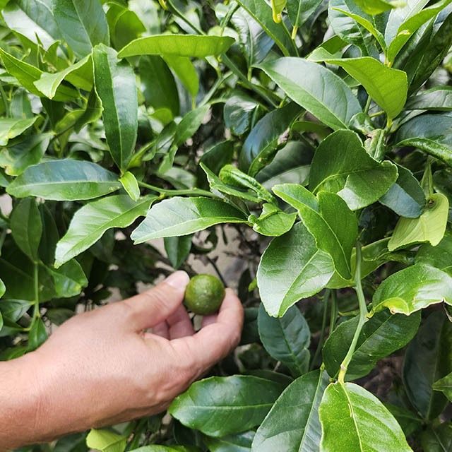 A man picks a lime from a tree for his dinner