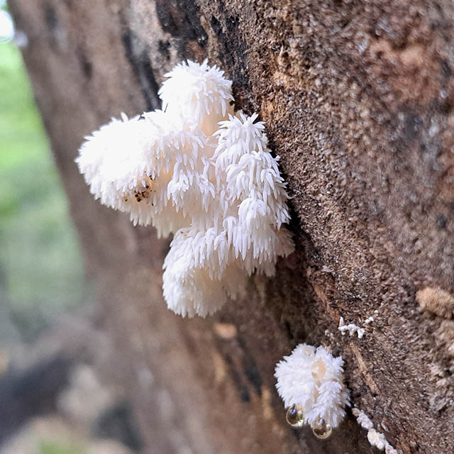 Lions Mane Mushroom growing in a northern forest on dead log.