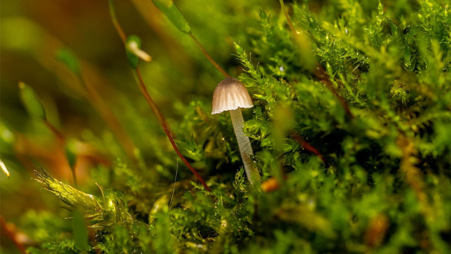 A picture of a singular mushroom growing in the moss.