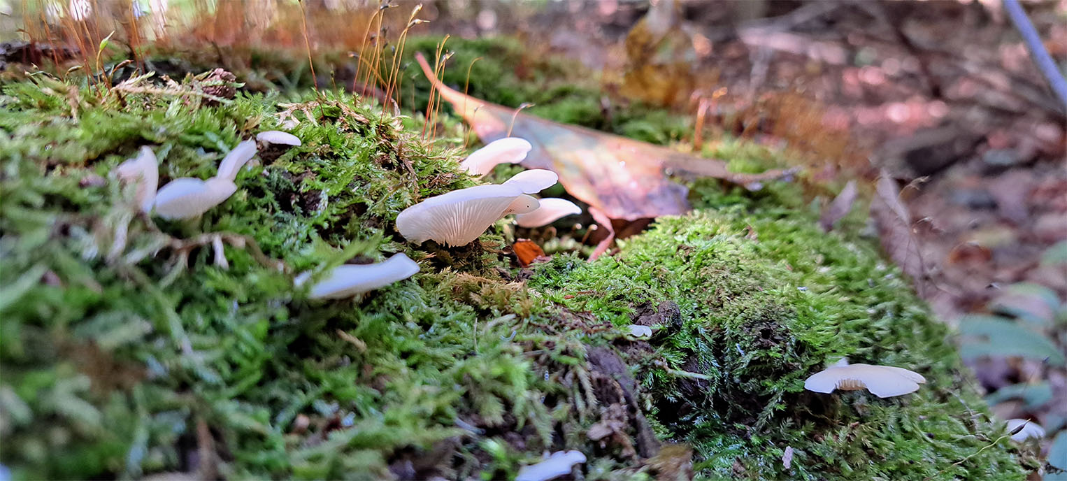 A ground view of mushrooms on moss with their gills showing